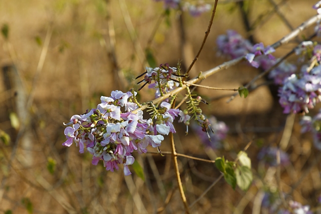 Faune et flore-003